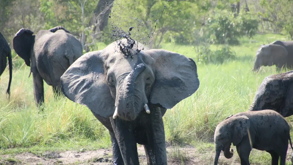 Okavango Delta