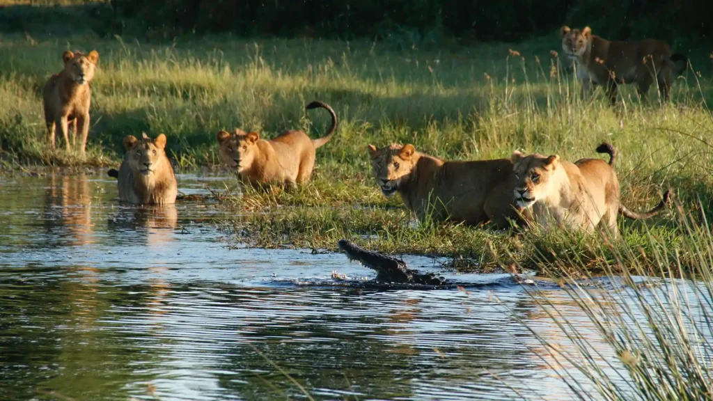 Okavango Delta