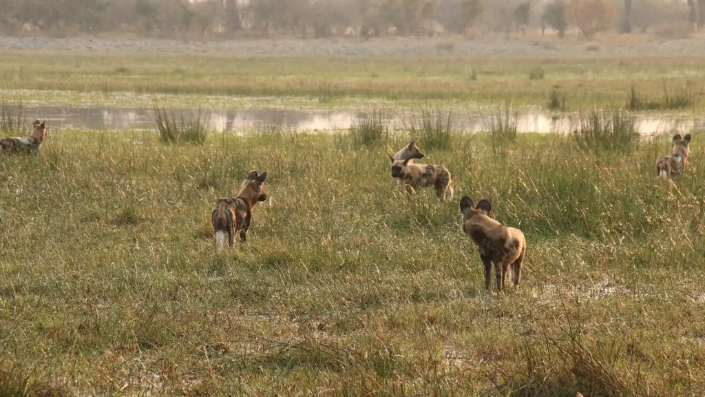 Okavango Delta