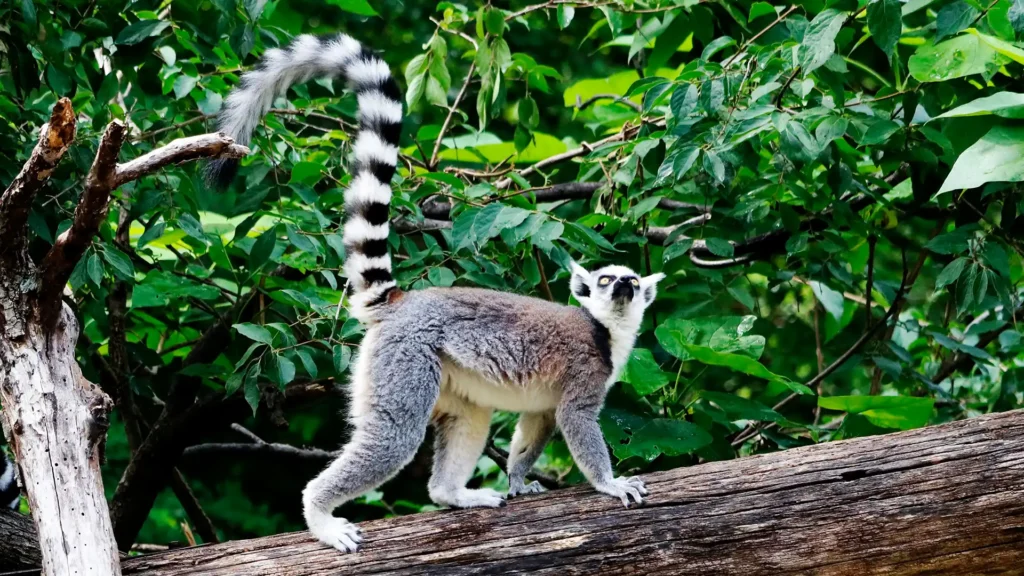 Ranomafana National Park