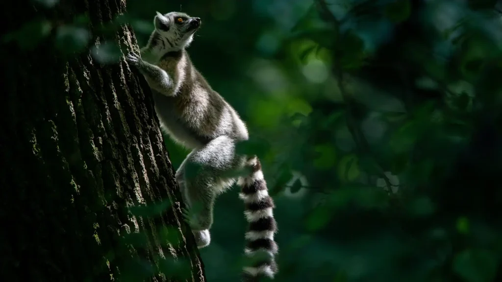 Ranomafana National Park