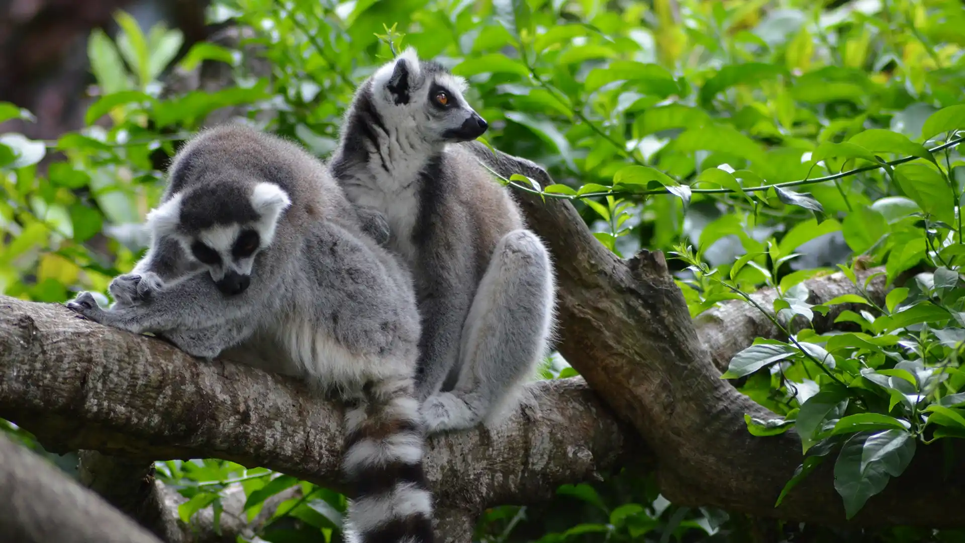 Ranomafana National Park