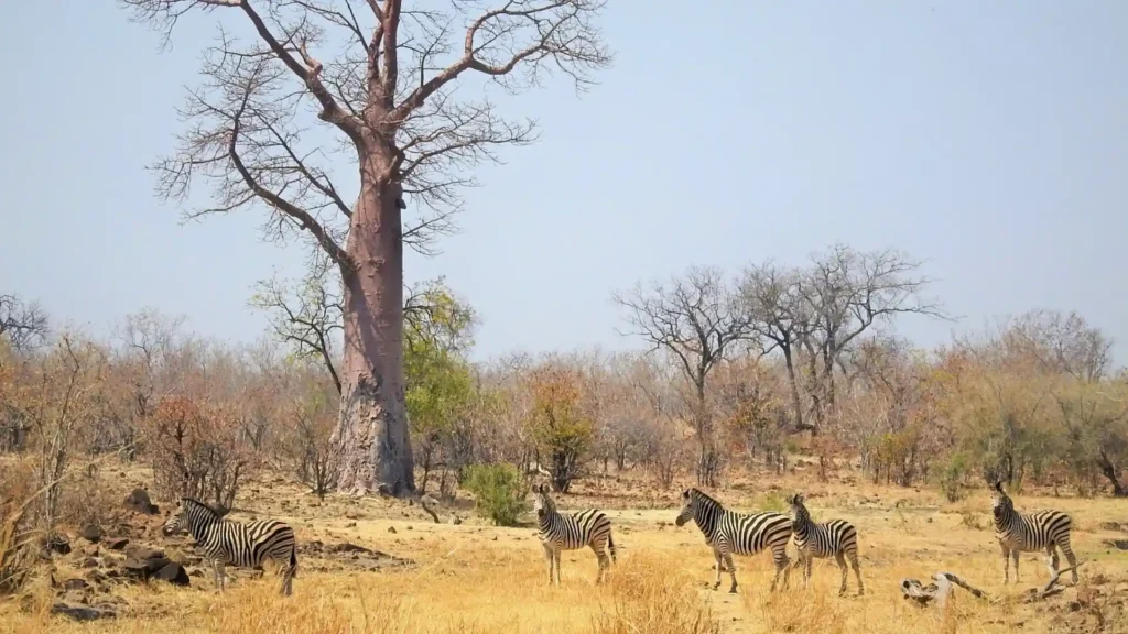 Zambezi National Park