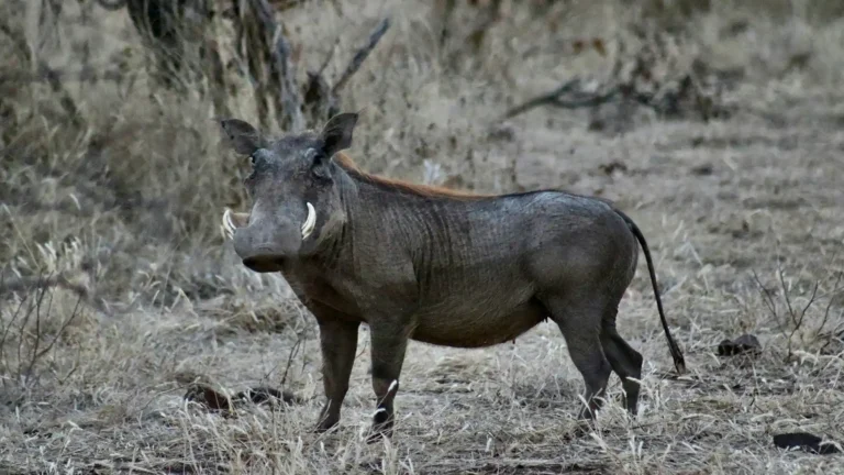 Zambezi National Park