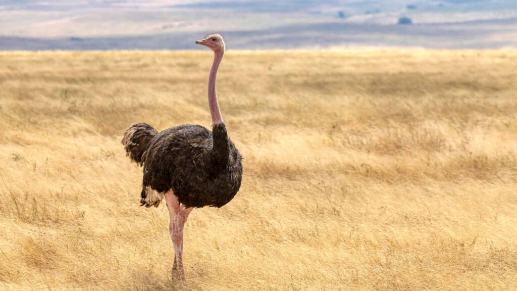 African Ostrich