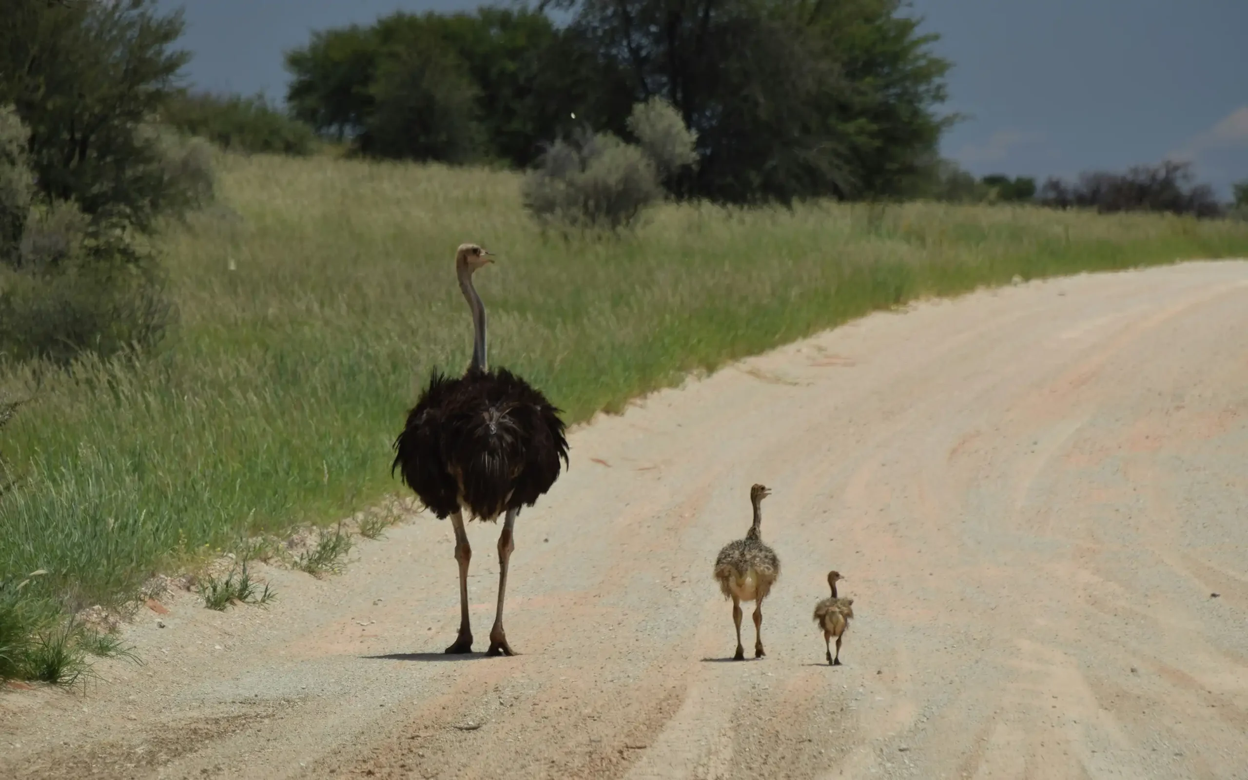 Kgalagadi Transfrontier Park