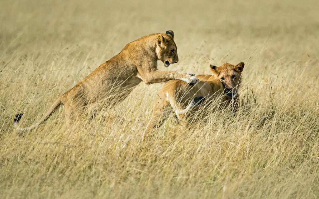 Kidepo Valley National Park