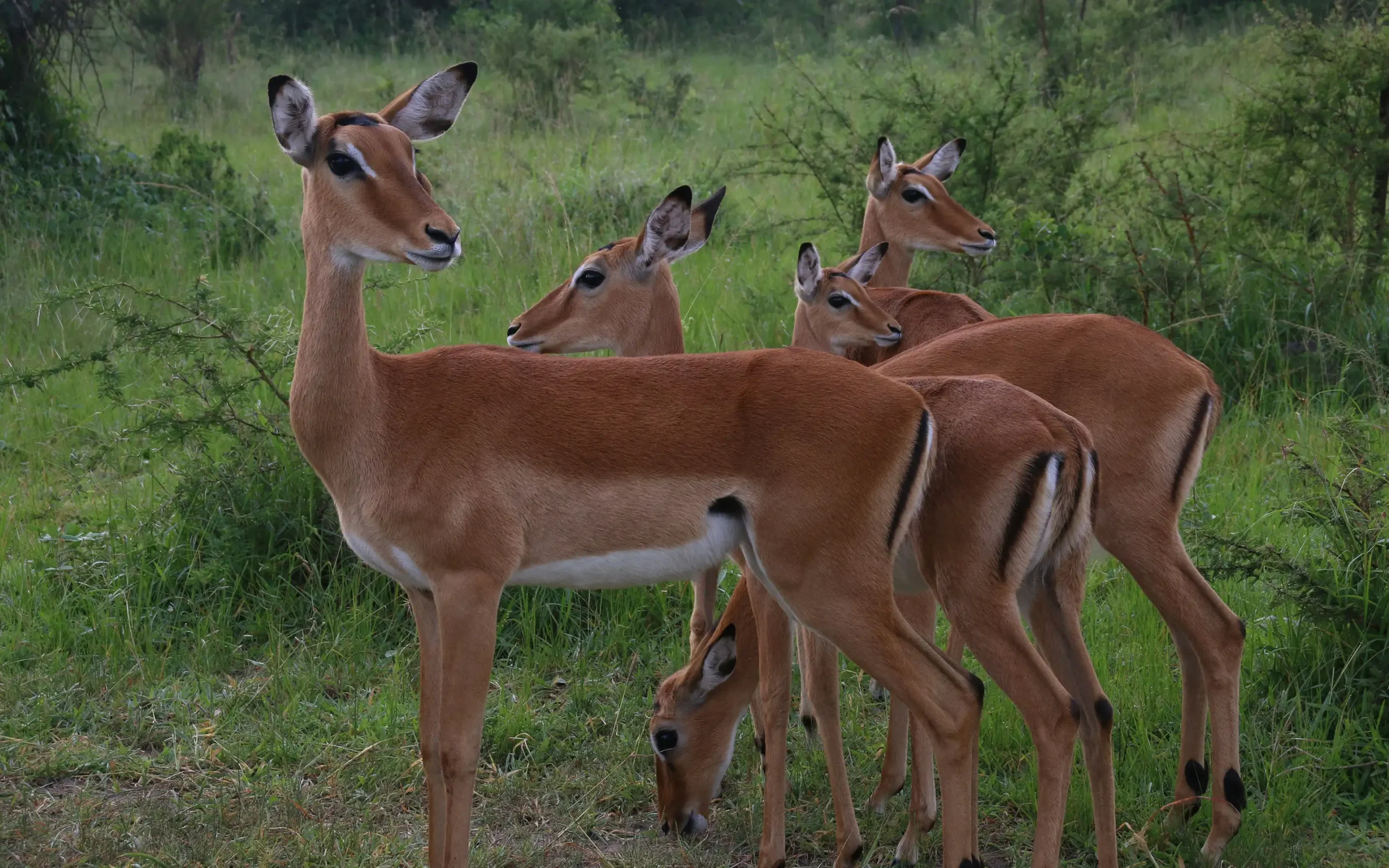 Lake Mburo National Park