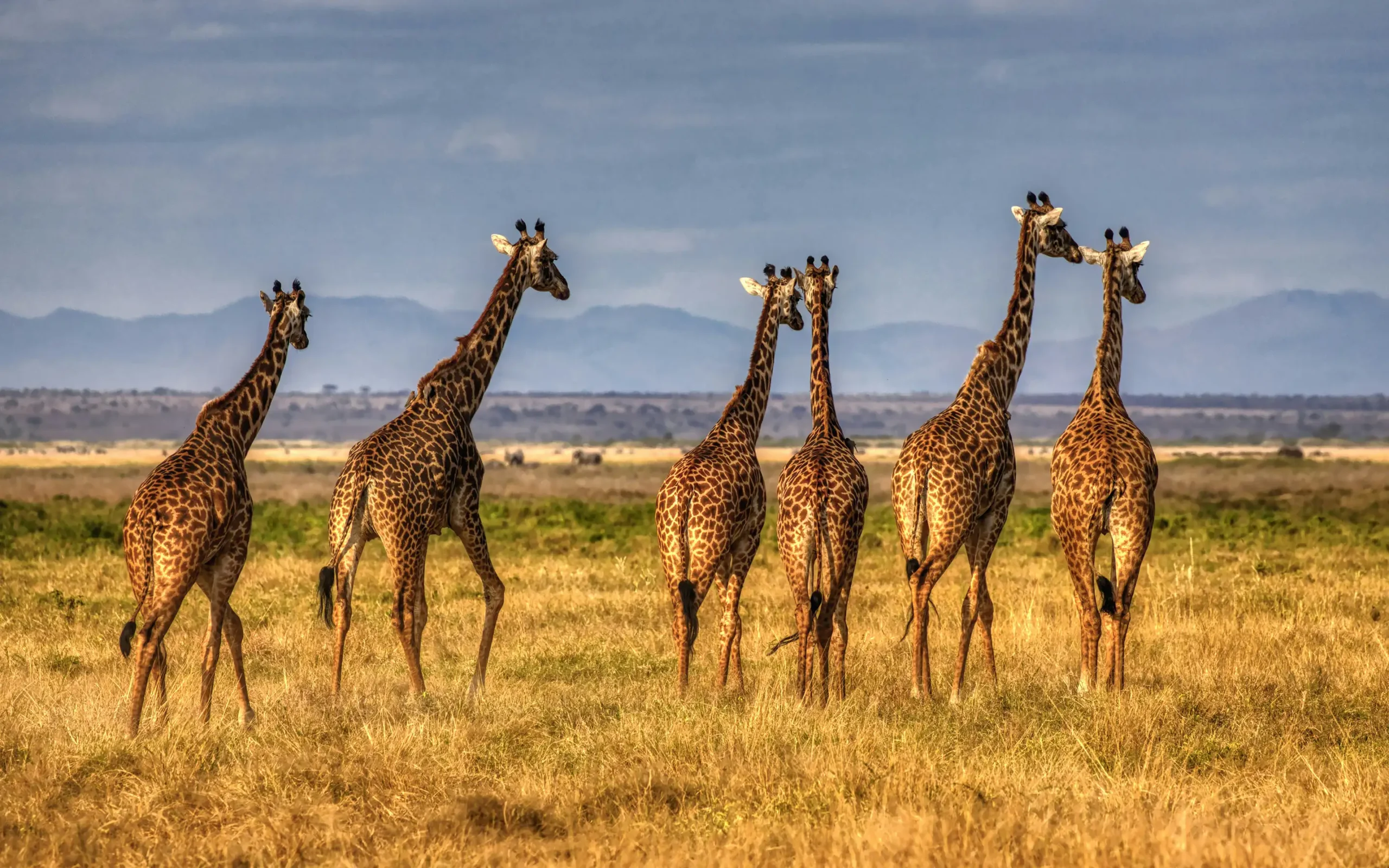 Meru National Park