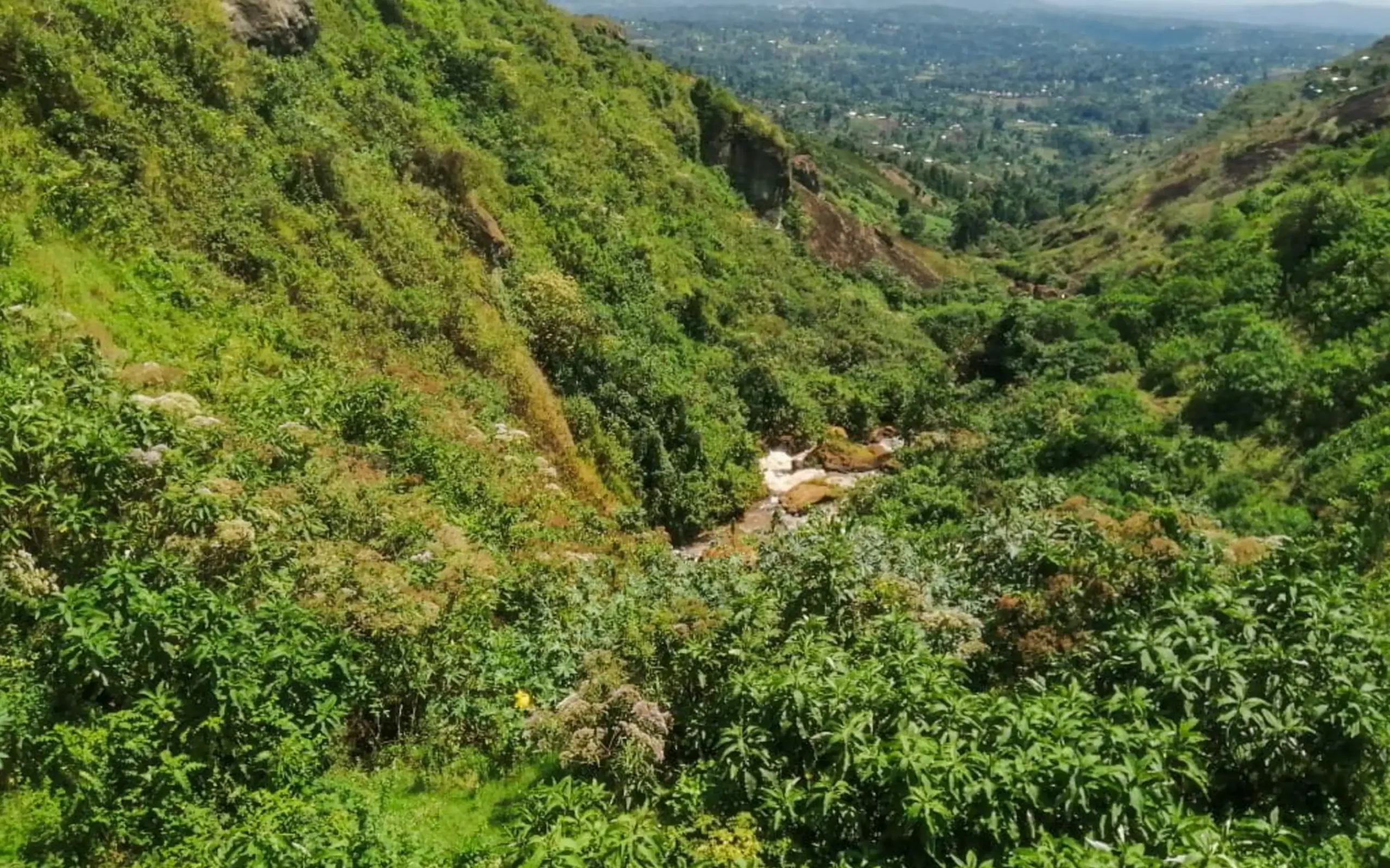 Mountain Elgon