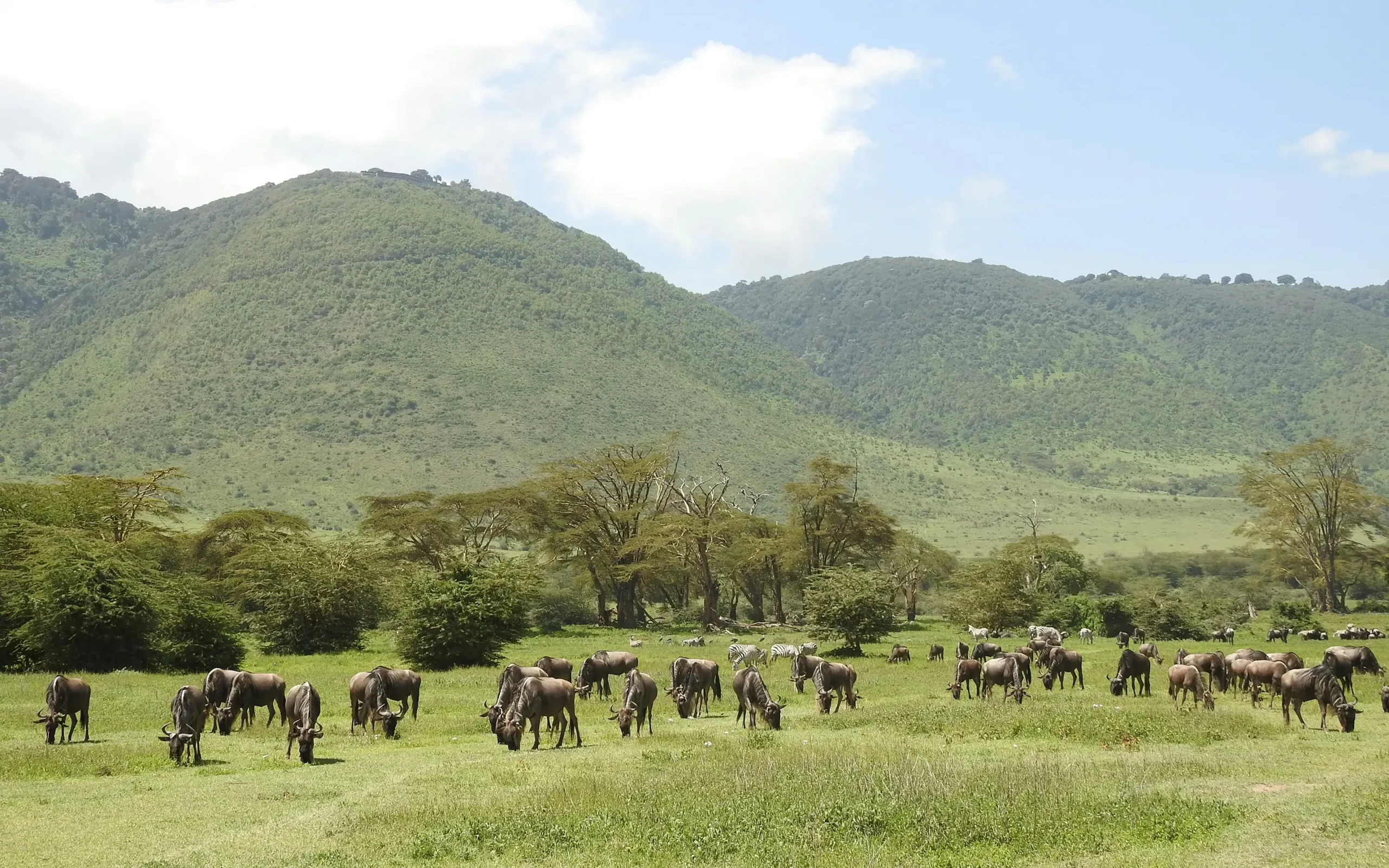 Ngorongoro Conservation