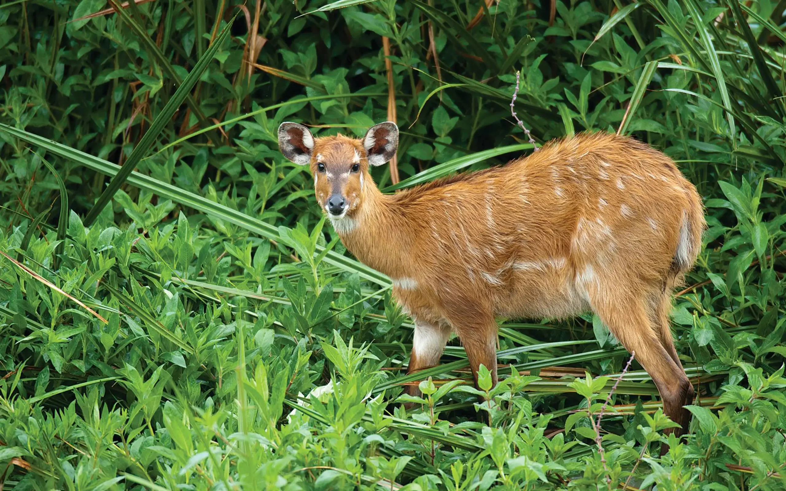 Saiwa Swamp National Park