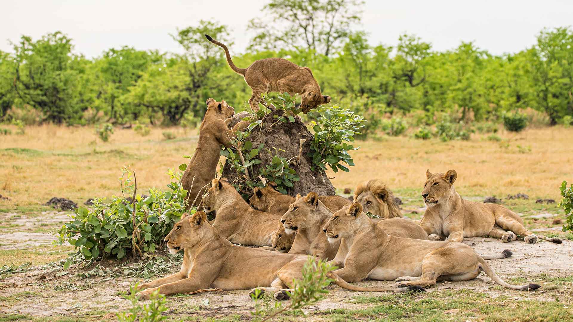 Wildlife in Africa