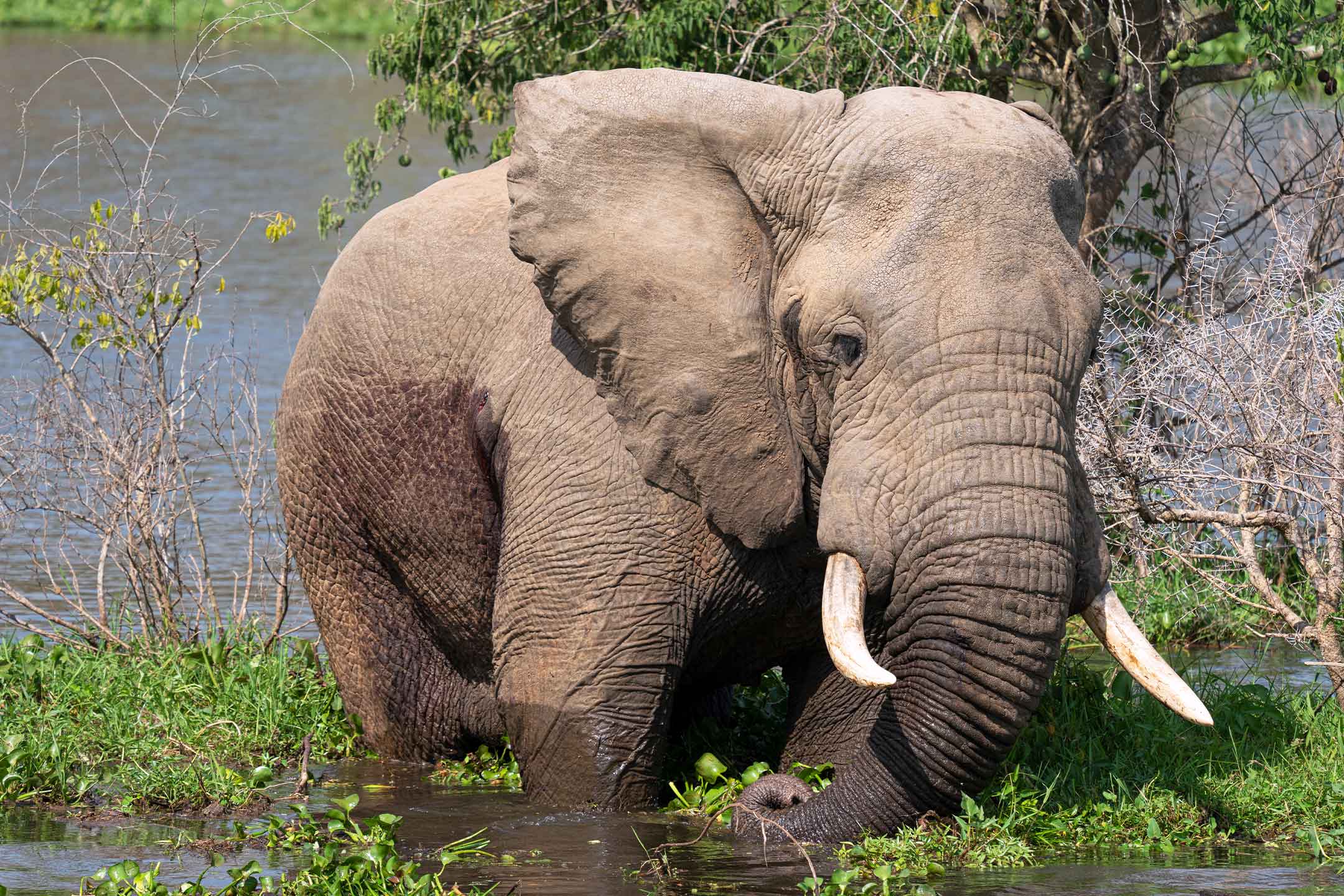 African Elephant