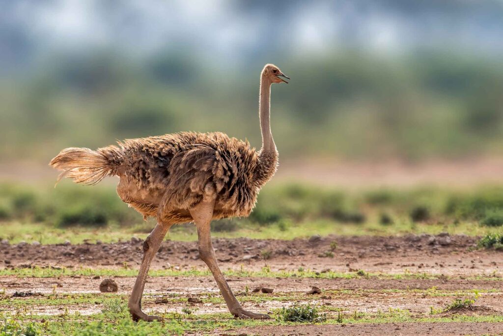 African Ostrich