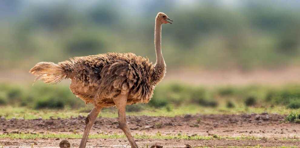 African Ostrich