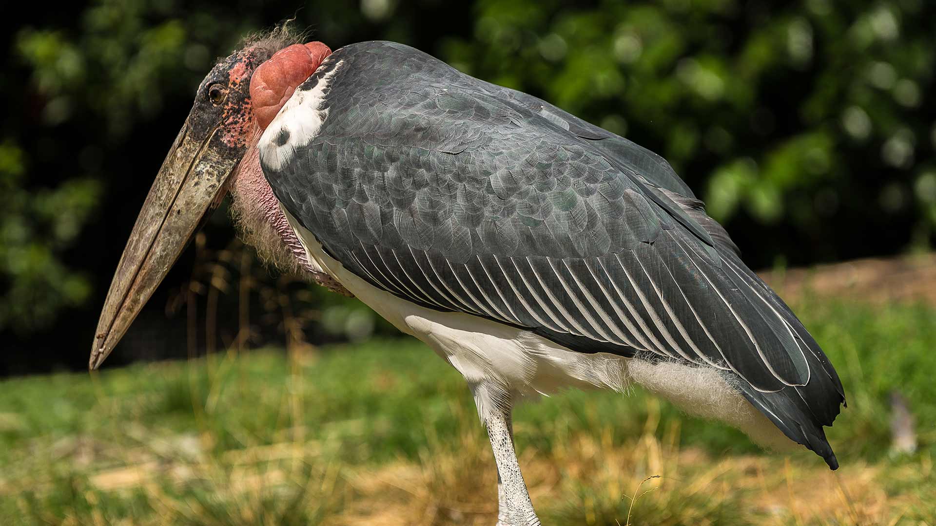 Marabou Stork