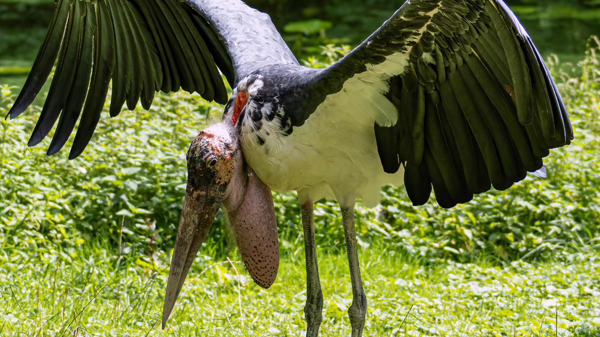 Marabou Stork