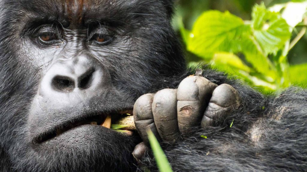 Bwindi Impenetrable National Park