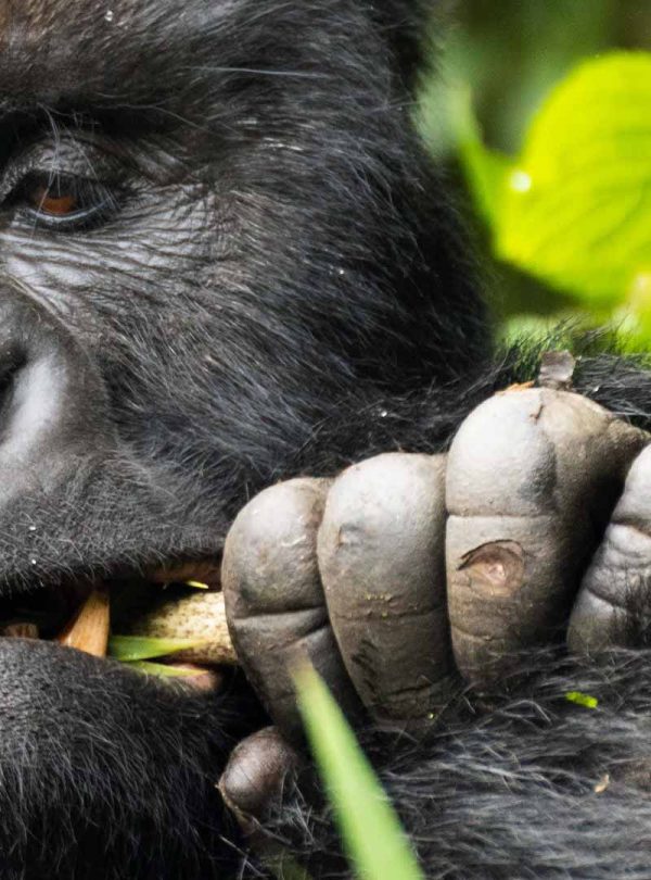 Bwindi Impenetrable National Park