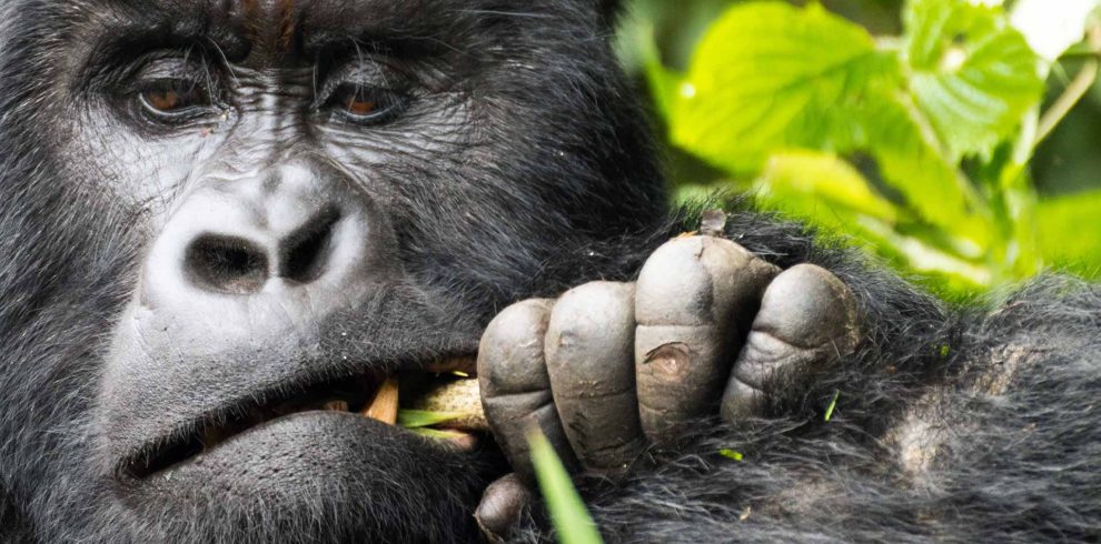 Bwindi Impenetrable National Park