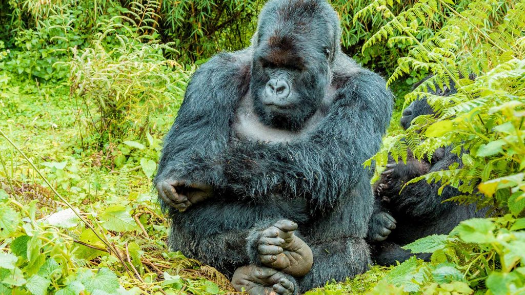 Bwindi Impenetrable National Park