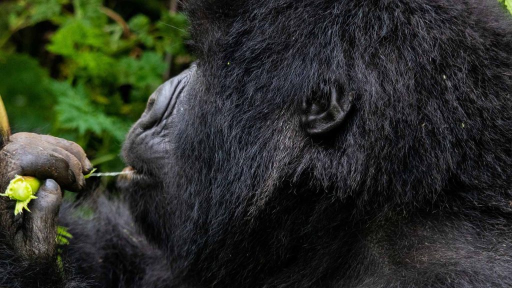 Bwindi Impenetrable National Park