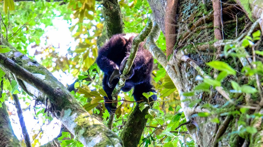 Bwindi Impenetrable National Park