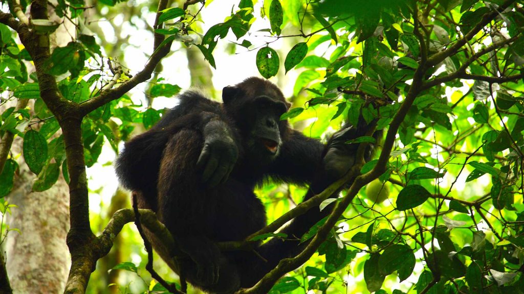 Kibale National Park