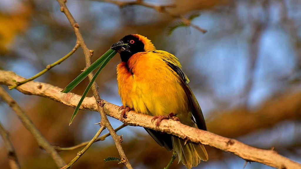 Bird Watching in Lake Mburo National Park