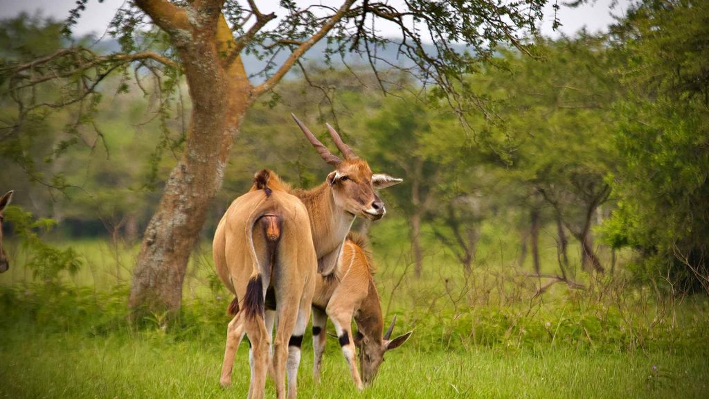 Common Eland in Lake Mburo National Park