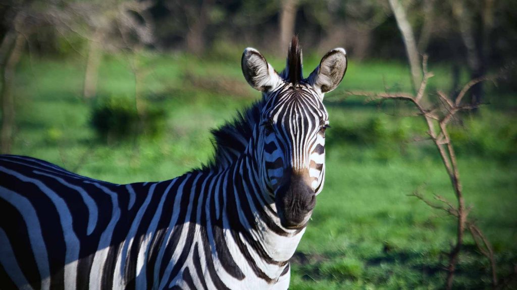 Zebras in Lake Mburo National Park