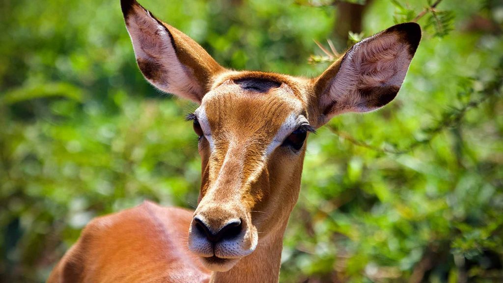 Impala in Lake Mburo National Park