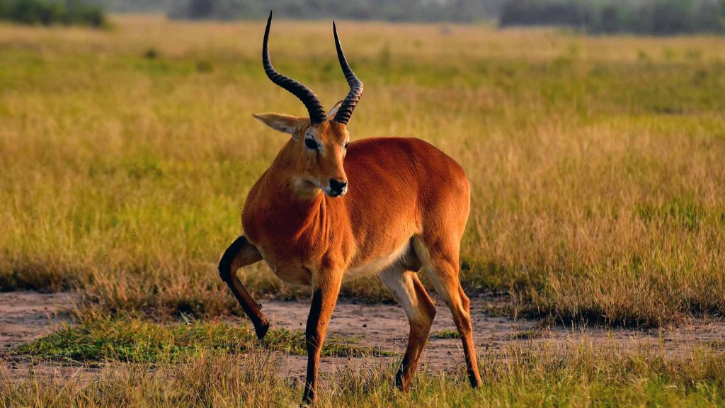 Queen Elizabeth National Park