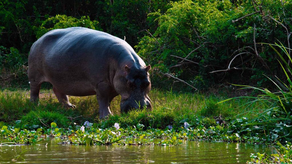 Queen Elizabeth National Park