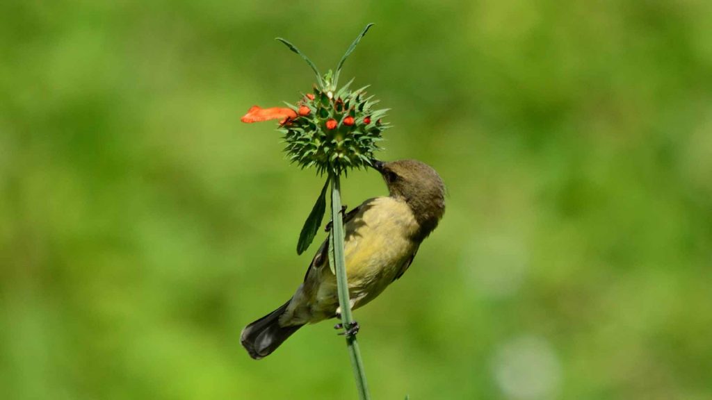 Queen Elizabeth National Park