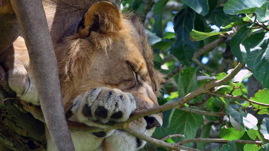 Lion in Queen Elizabeth National Park