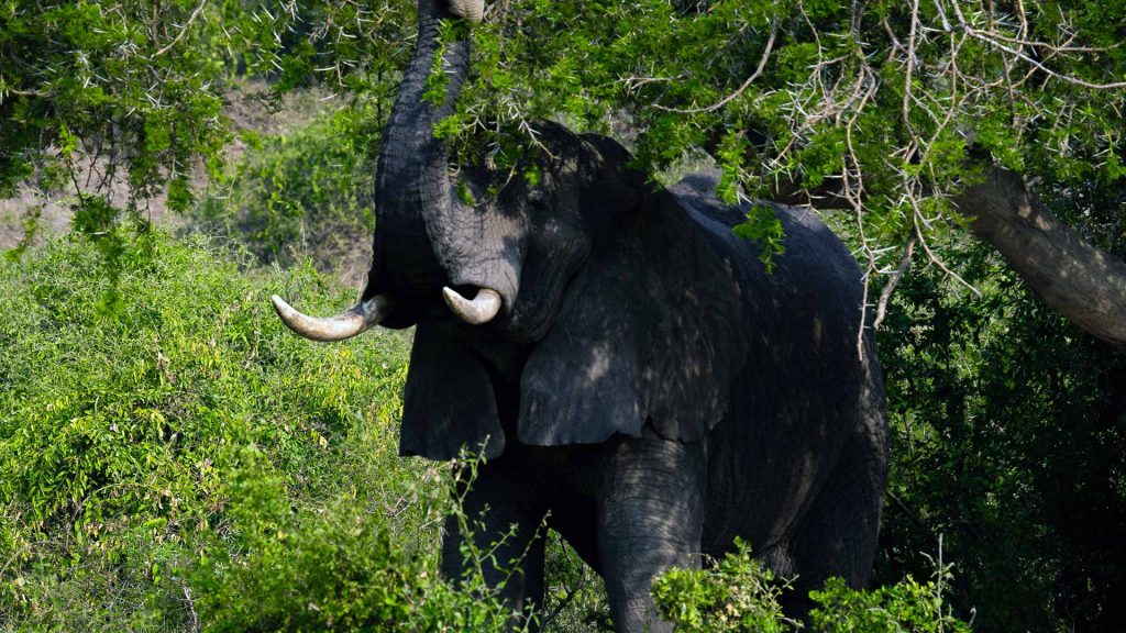 African Elephants in Queen Elizabeth National Park