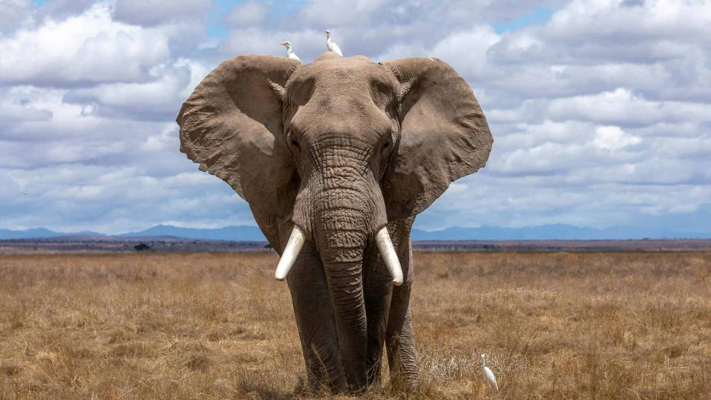 African Elephant