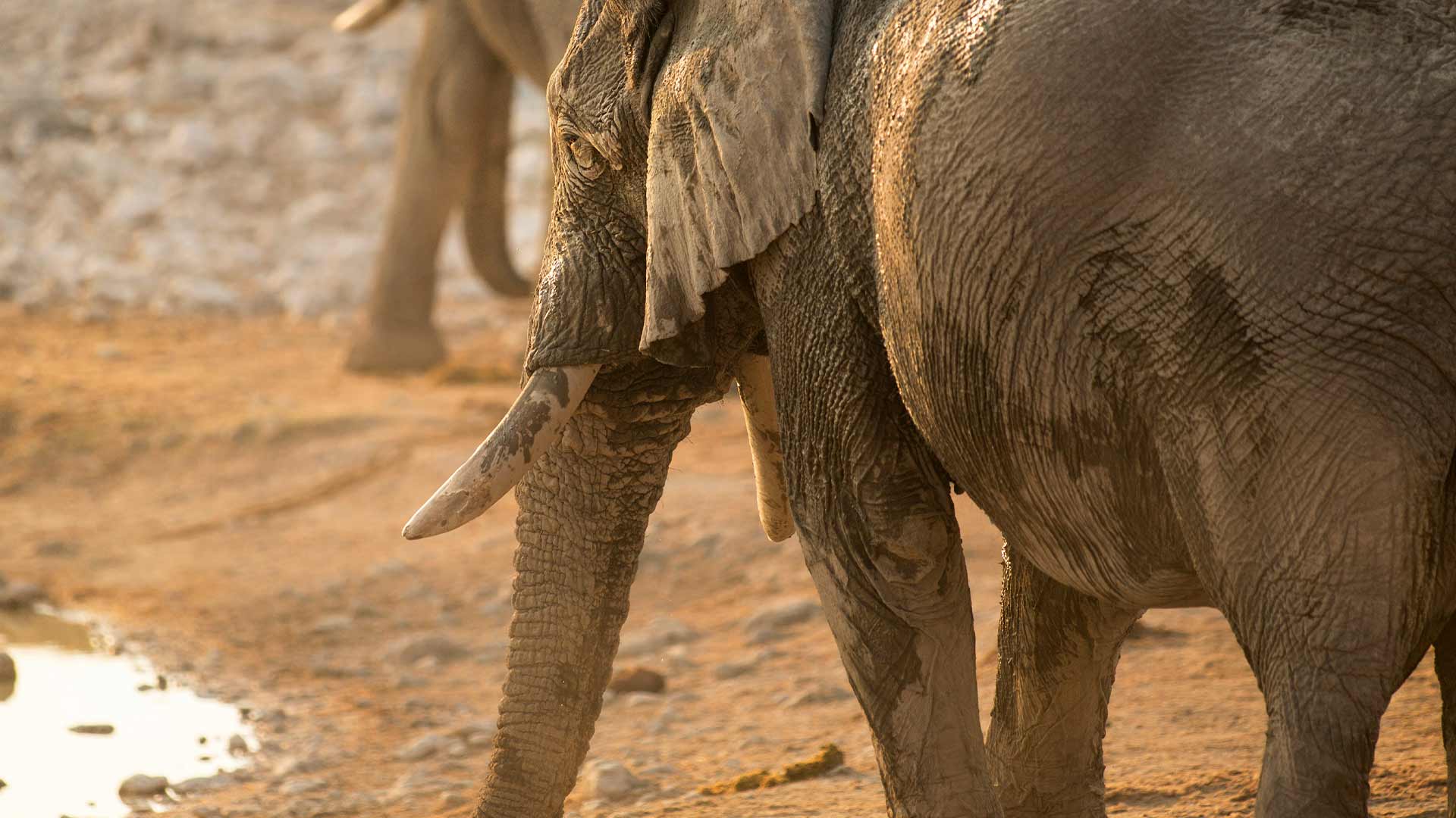 African Elephant