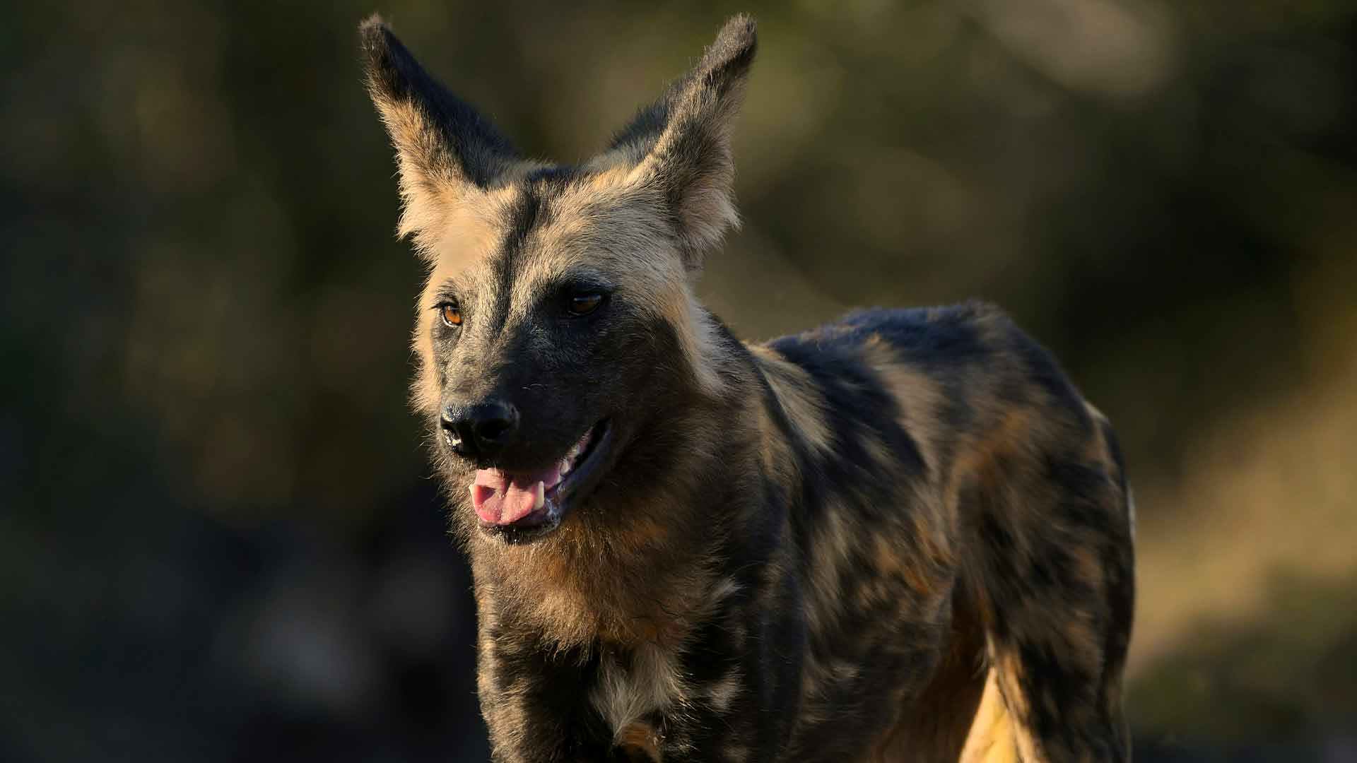 African Wild Dog