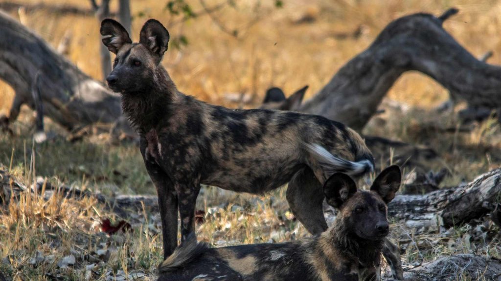 African Wild Dog