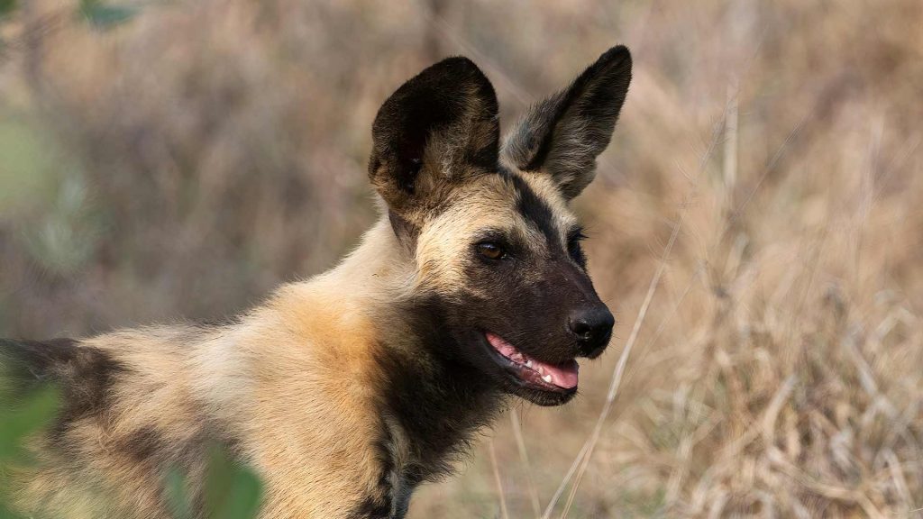 African Wild Dog