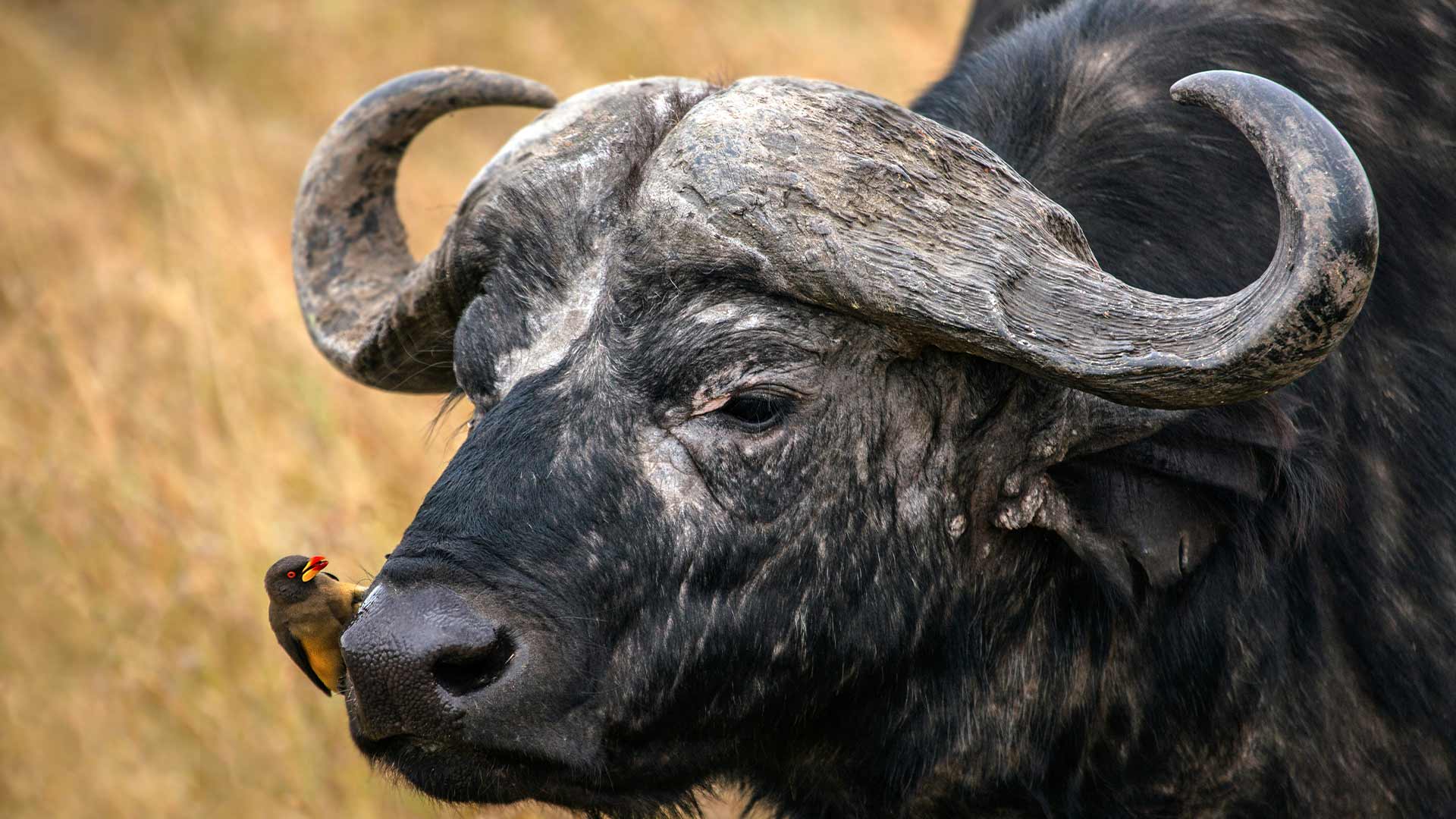 African Buffalo