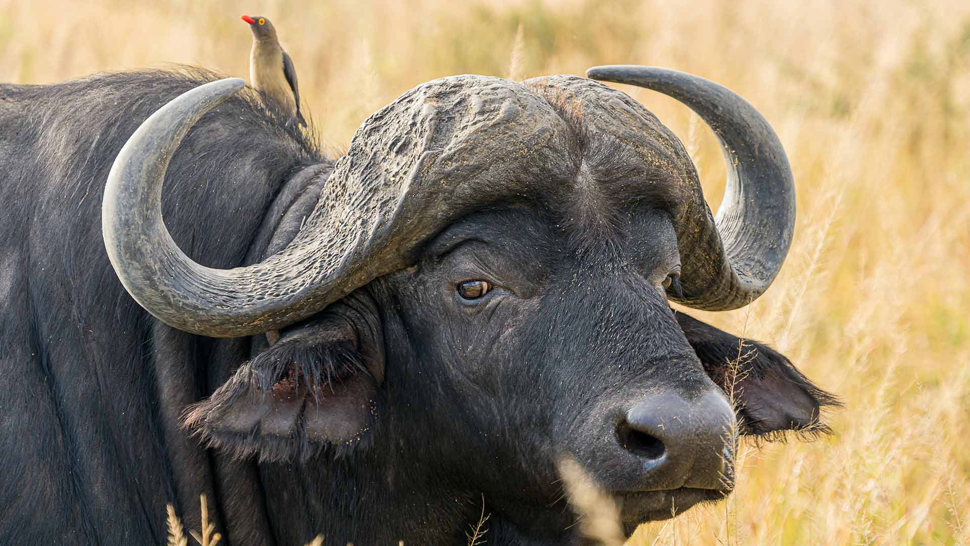 African Buffalo