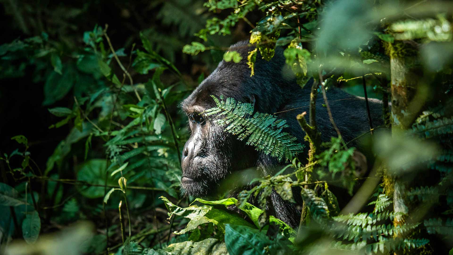 Mountain Gorilla