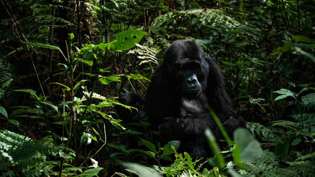 Mountain Gorilla