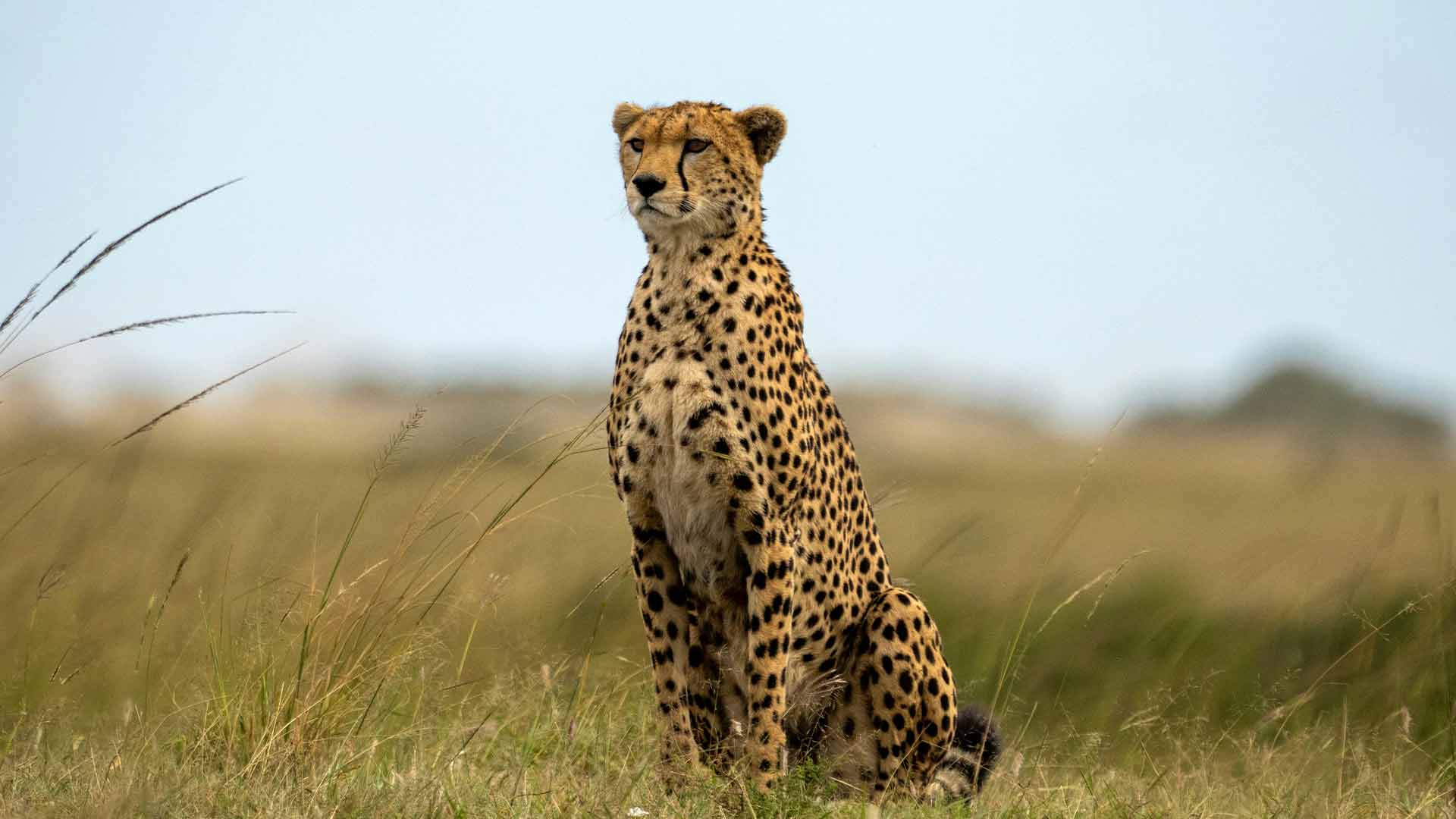 Cheetah