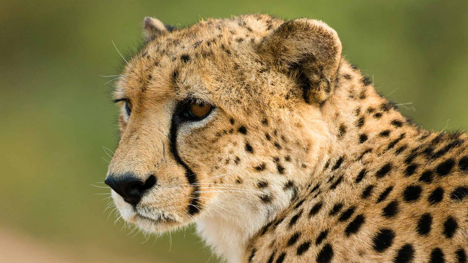 Cheetah