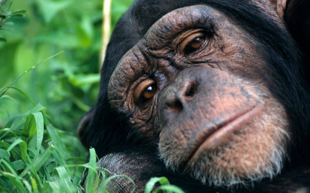 Chimpanzee (Pan troglodytes)